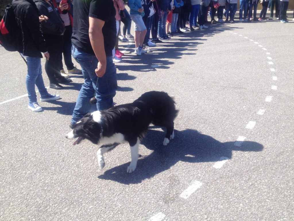 Dia Internacional do Cão de Resgate Dia Internacional do Cão de Resgate
